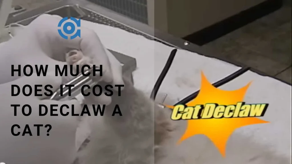 How Much Does It Cost to Declaw a Cat?